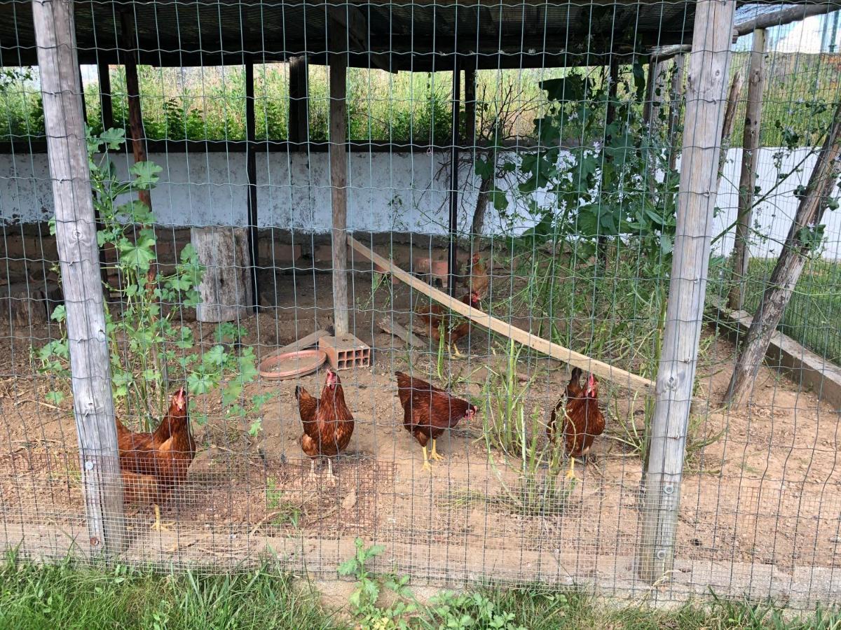 Апартаменты A Casa Amarela Pinheiro de Coja Экстерьер фото